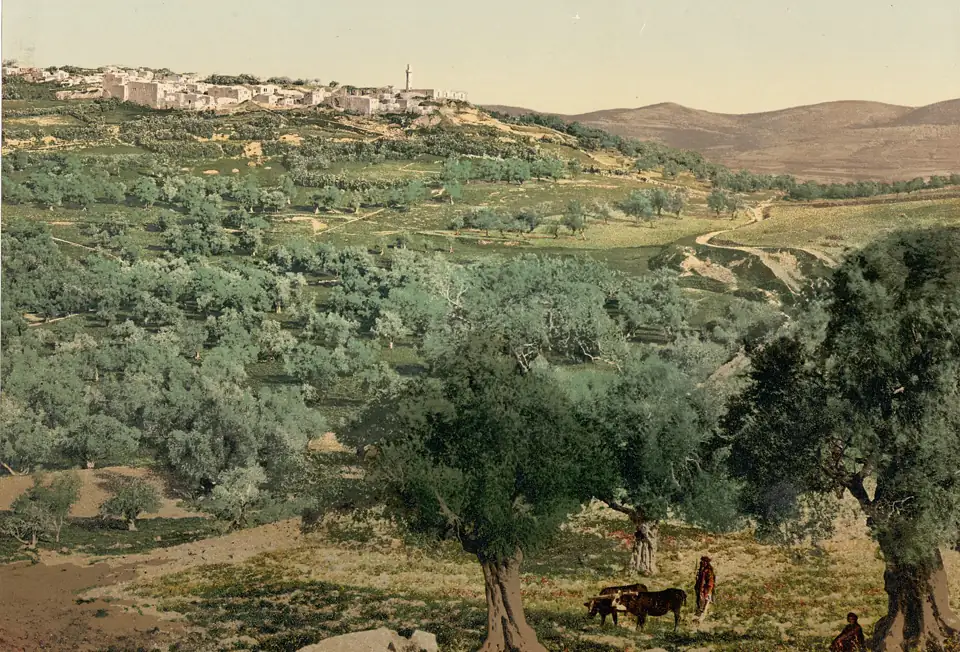 The hills of Samaria, about 1895